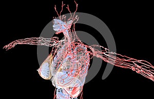 D rendering illustration of the lymphatic system