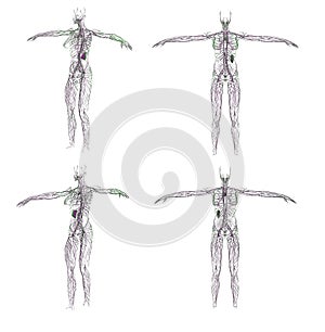 3D rendering illustration of the lymphatic