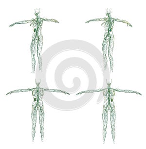 3D rendering illustration of the lymphatic