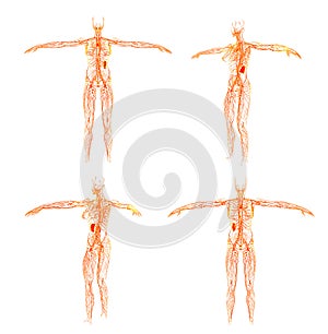 3D rendering illustration of the lymphatic