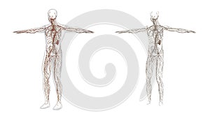 3D rendering illustration of lymphatic system