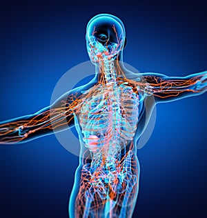 3D rendering illustration of Lymphatic system