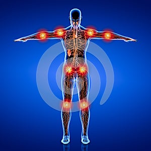 3D rendering illustration of Lymphatic system