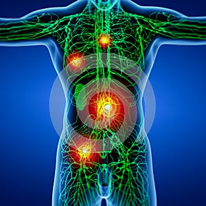 3D rendering illustration of Lymphatic system