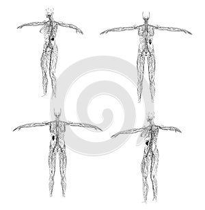 3D rendering illustration of the lymphatic