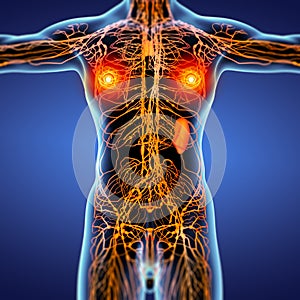 3D rendering illustration of Lymphatic system