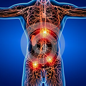 3D rendering illustration of Lymphatic system