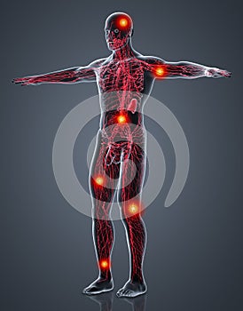 3D rendering illustration of Lymphatic system