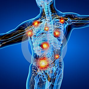 3D rendering illustration of Lymphatic system