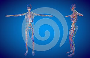 D rendering illustration of the male  lymphatic system