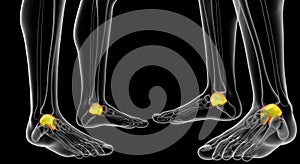 3d rendering illustration of the malleolus