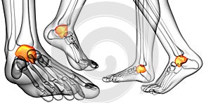 3d rendering illustration of the malleolus