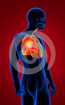 3D rendering illustration of respiratory system
