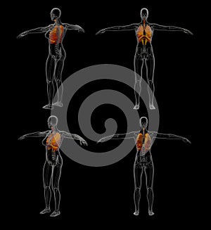 3D rendering illustration of respiratory system