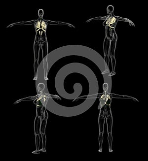 3D rendering illustration of respiratory system