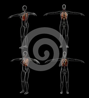 3D rendering illustration of respiratory system