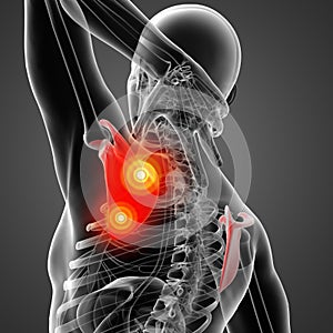 3D rendering illustration of scapula bone
