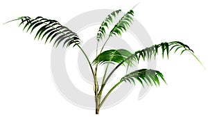 3D Rendering Kentia Palm Tree on White