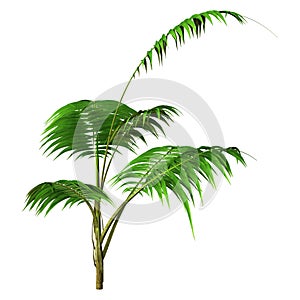 3D Rendering Kentia Palm Tree on White