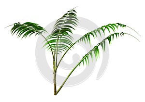 3D Rendering Kentia Palm Tree on White