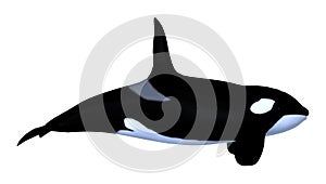 3D Rendering Killerwhale on White