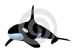 3D Rendering Killerwhale on White