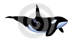 3D Rendering Killerwhale on White