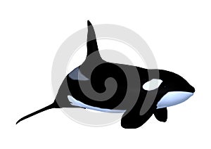 3D Rendering Killerwhale on White