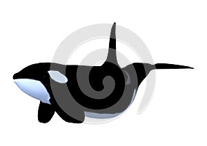 3D Rendering Killerwhale on White