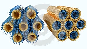 A 3D rendering of a lamellar phase and an inverse hexagonal phase photo