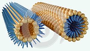 A 3D rendering of a lamellar phase and an inverse hexagonal phase photo