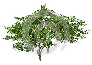 3D Rendering Lemon Fruit Tree on White