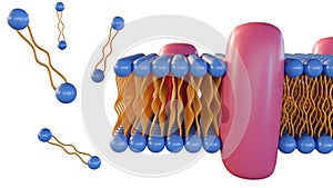 3d rendering of lipid monolayer on archaea membrane