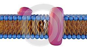 3d rendering of lipid monolayer on archaea membrane