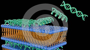 3D rendering of lipid-nucleic acid complexes