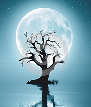 Lonely dead tree in water landscape