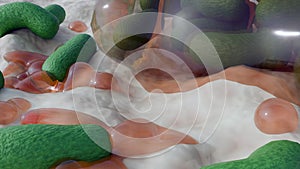 Group of bacteria inside of extracellular polymeric substance forms the biofilm