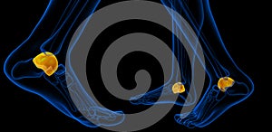 3d rendering of the malleolus bone