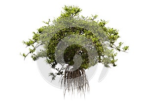 3D Rendering Mangrove Tree on White