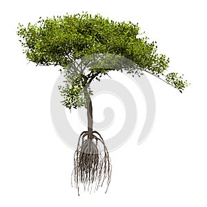 3D Rendering Mangrove Tree on White