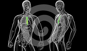 3d rendering medical of the sternum bone photo