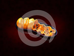 3d Rendering of Mitochondria - realistic illustration on red background photo