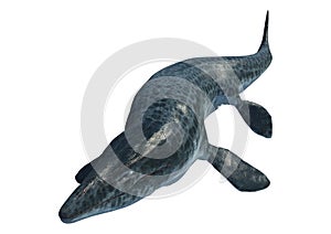 3D Rendering Mosasaur on White