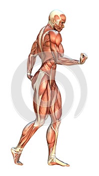 3D Rendering Muscle Maps