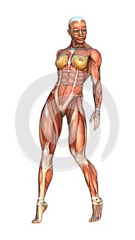 3D Rendering Muscle Maps