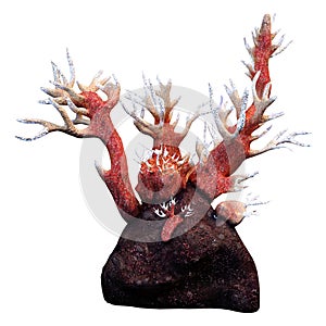 3D Rendering Octocorallia on White