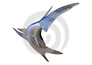 3D Rendering Onchopristis Fish on White photo