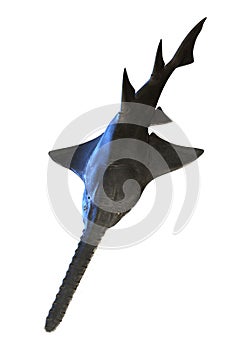 3D Rendering Onchopristis Fish on White photo