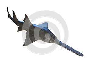 3D Rendering Onchopristis Fish on White photo