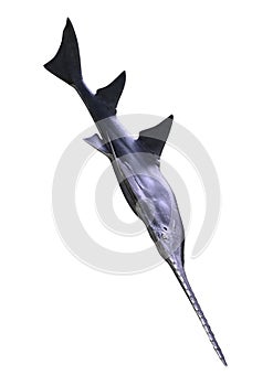 3D Rendering Onchopristis Fish on White photo